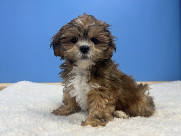 Lhasa Apso Dog Female Red 21933 Petland Batavia, Illinois