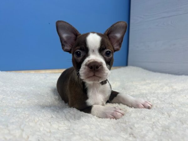 Boston Terrier Dog Male Seal and White 21932 Petland Batavia, Illinois