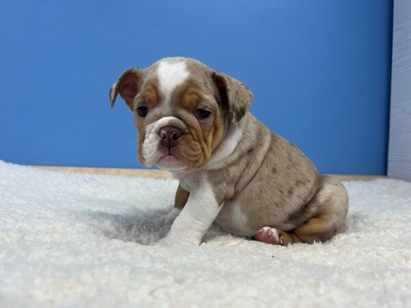 English Bulldog-Dog-Female-Chocolate Merle-21925-Petland Batavia, Illinois
