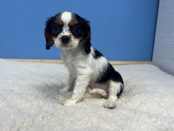 Cavalier King Charles Spaniel Dog Female Black and Tan 21939 Petland Batavia, Illinois