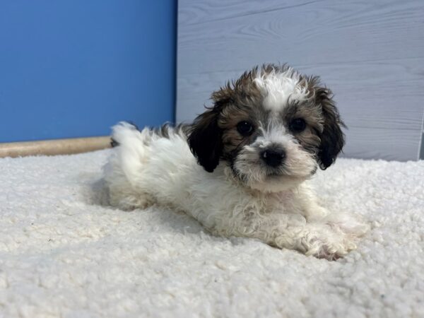 Teddy Bear Dog Male Red and White 21937 Petland Batavia, Illinois