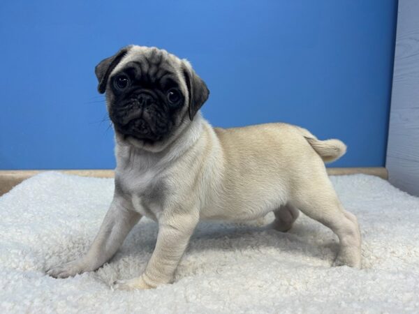 Pug Dog Male Fawn 21941 Petland Batavia, Illinois