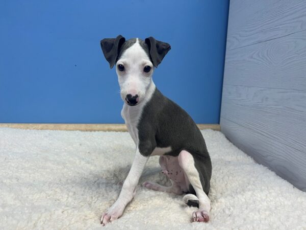 Italian Greyhound Dog Male Blue 21947 Petland Batavia, Illinois