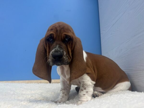 Basset Hound Dog Female Red and White 21955 Petland Batavia, Illinois