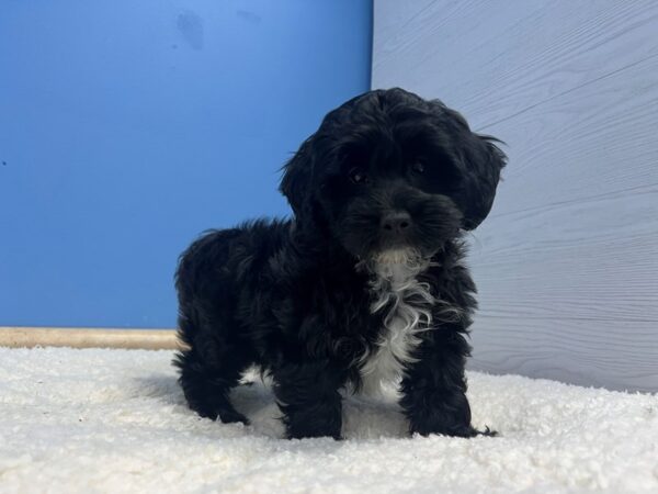 Lhasapoo Dog Male Black 21943 Petland Batavia, Illinois