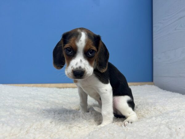 Beagle Dog Female Black Tan / White 21946 Petland Batavia, Illinois