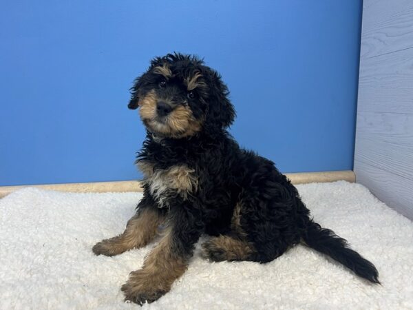 Miniature Bernedoodle-Dog-Male-Tri Color-21953-Petland Batavia, Illinois