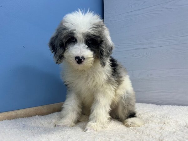 Sheepadoodle Dog Female Blue Merle / White 21944 Petland Batavia, Illinois