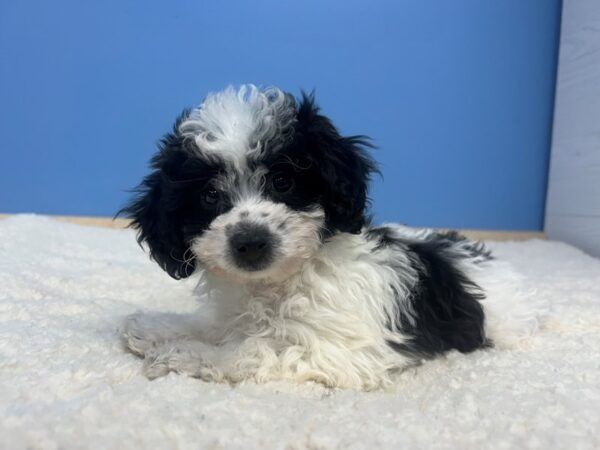 Bichon Poo Dog Female Black and White 21968 Petland Batavia, Illinois