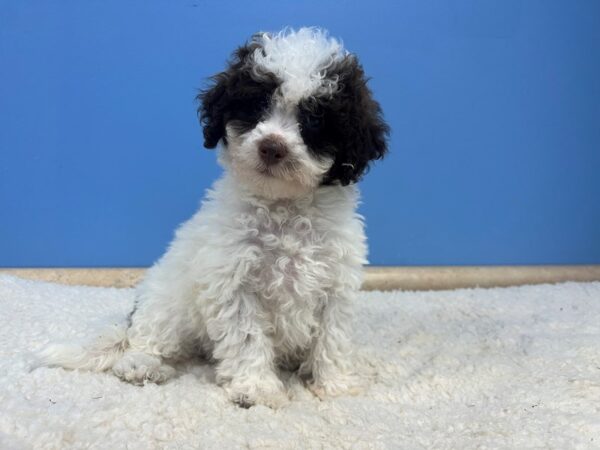 Bichon Poo Dog Female Chocolate and White 21969 Petland Batavia, Illinois