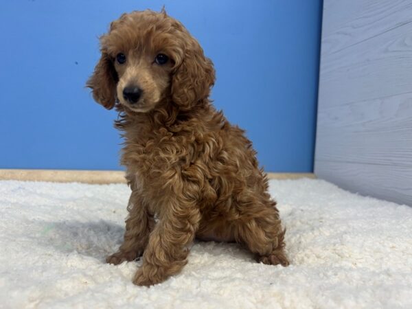 Poodle Mini Dog Male Red 21975 Petland Batavia, Illinois