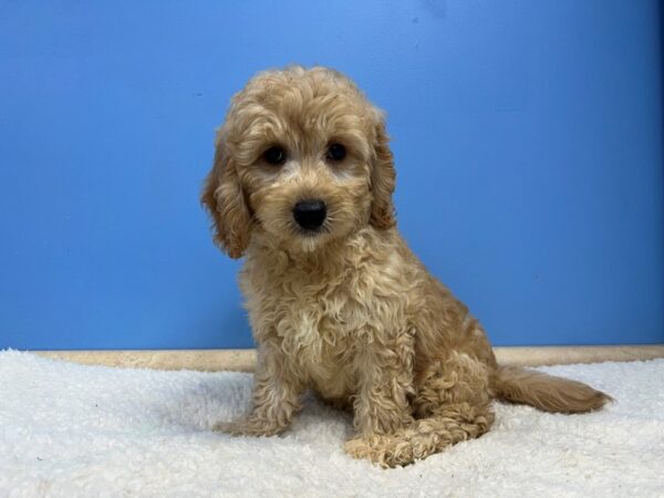 Goldendoodle Mini 2nd Gen Dog Male Golden 21971 Petland Batavia, Illinois