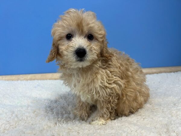 Goldendoodle Mini 2nd Gen Dog Male Golden 21970 Petland Batavia, Illinois