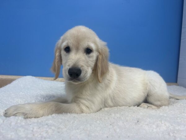 Golden Retriever Dog Male Light Golden 21959 Petland Batavia, Illinois