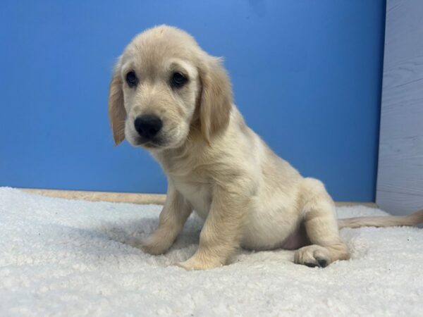 Golden Retriever Dog Female Light Golden 21961 Petland Batavia, Illinois