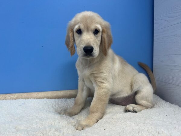 Golden Retriever Dog Female Light Golden 21960 Petland Batavia, Illinois