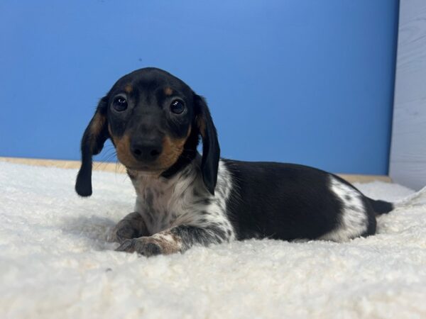 Dachshund Dog Male Black and White, tan points, black spots 21986 Petland Batavia, Illinois