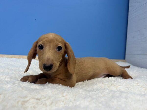 Dachshund Dog Male Red 21987 Petland Batavia, Illinois