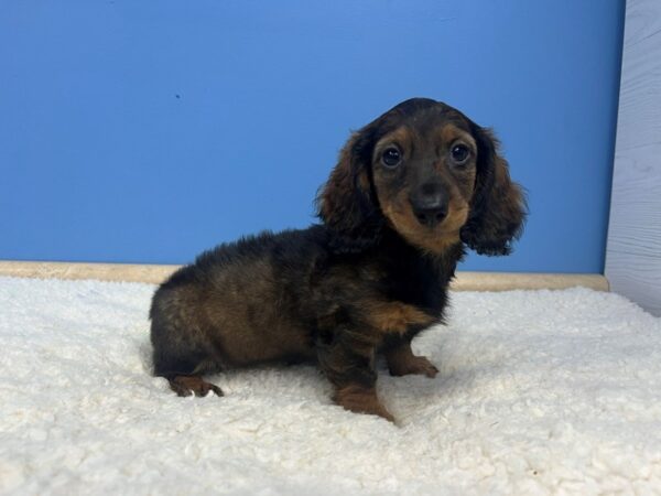 Dachshund Dog Female Chocolate and Tan ( Long Coat) 21984 Petland Batavia, Illinois