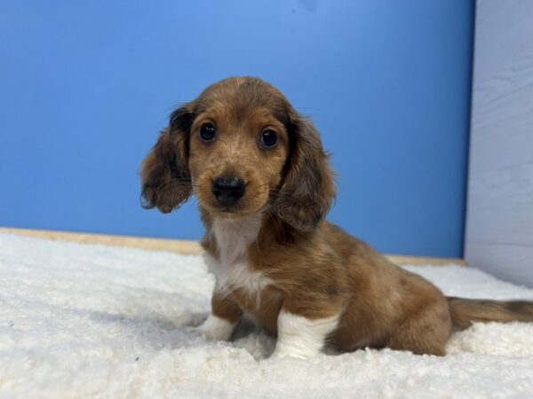 Dachshund Dog Male Sable, White Marks( Long Coat) 21985 Petland Batavia, Illinois