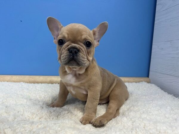 French Bulldog Dog Male Blue Fawn 21979 Petland Batavia, Illinois