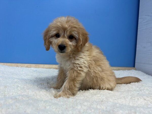 Goldendoodle Mini 2nd Gen Dog Male Golden 21980 Petland Batavia, Illinois