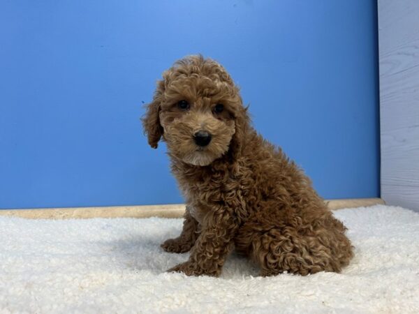 Goldendoodle Mini 2nd Gen Dog Male Red 21982 Petland Batavia, Illinois