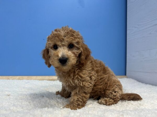 Goldendoodle Mini 2nd Gen Dog Female Red 21978 Petland Batavia, Illinois