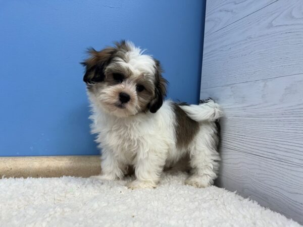 Teddy Bear Dog Female White and Sable 21964 Petland Batavia, Illinois