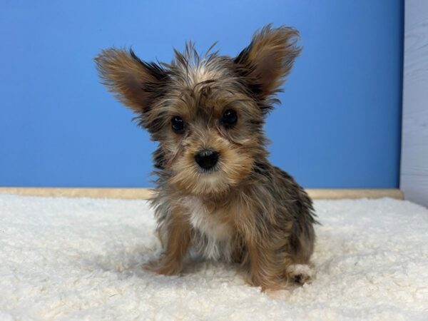 Yorkshire Terrier Dog Female Gold 21993 Petland Batavia, Illinois