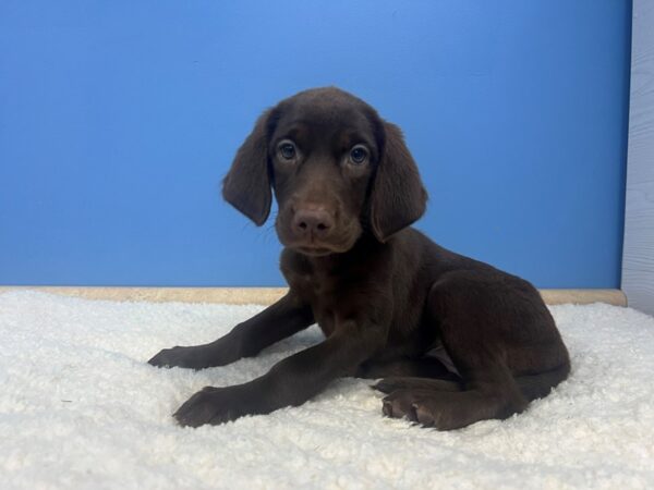 Labrador Retriever-Dog-Female-Chocolate-21992-Petland Batavia, Illinois