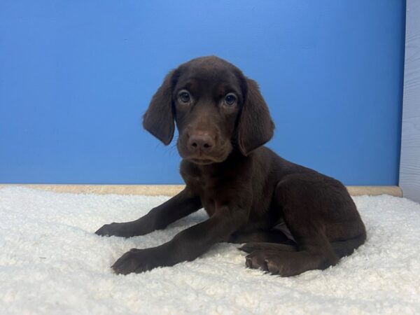 Labrador Retriever Dog Female Chocolate 21992 Petland Batavia, Illinois