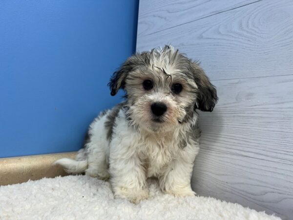 Teddy Bear Dog Male White and Sable 21962 Petland Batavia, Illinois