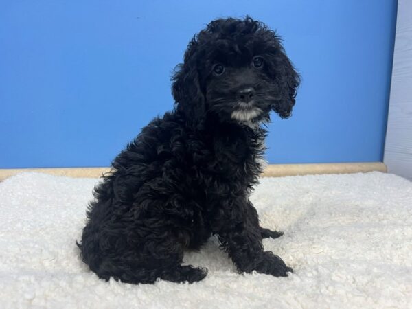 Cock A Poo Dog Male Black 21965 Petland Batavia, Illinois