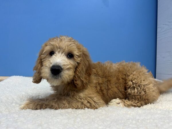 Goldendoodle 2nd Gen Dog Female Red 22014 Petland Batavia, Illinois