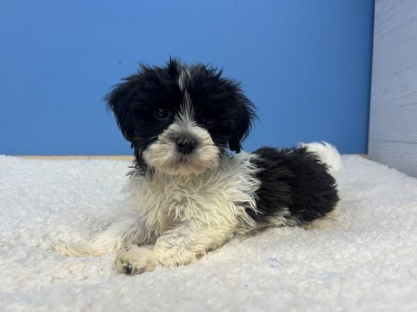 Havanese Dog Female Black and White 22013 Petland Batavia, Illinois