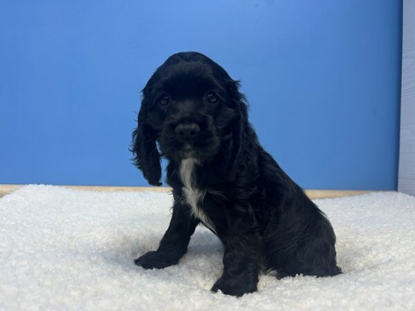 Cocker Spaniel-Dog-Female-Black, White Markings-21997-Petland Batavia, Illinois