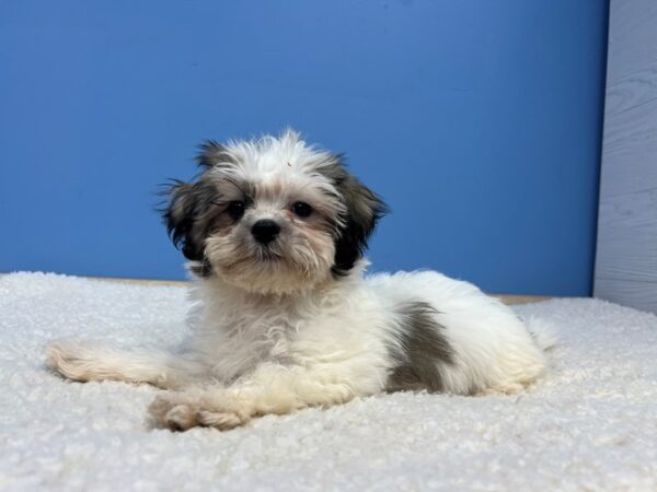 Teddy Bear-Dog-Female-White and Sable-21999-Petland Batavia, Illinois