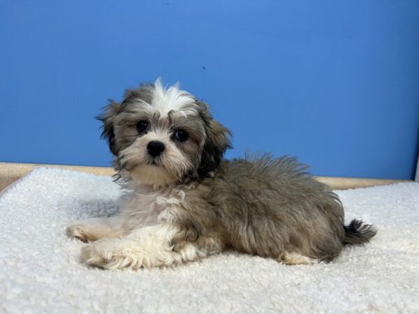 Teddy Bear Dog Male White and Sable 21998 Petland Batavia, Illinois