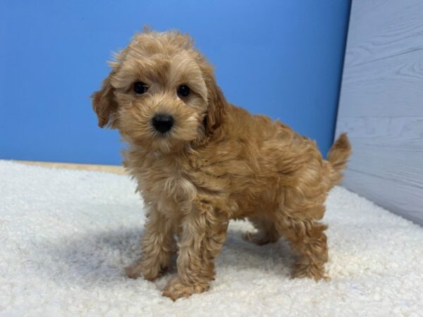 Goldendoodle Mini 2nd Gen Dog Female Red 22001 Petland Batavia, Illinois