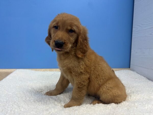 Golden Retriever Dog Male Red 22003 Petland Batavia, Illinois