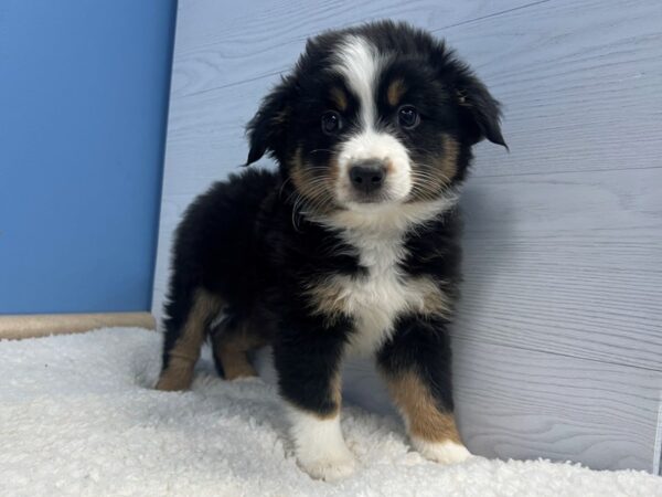 Miniature American Shepherd Dog Female Black White and Tan 22009 Petland Batavia, Illinois