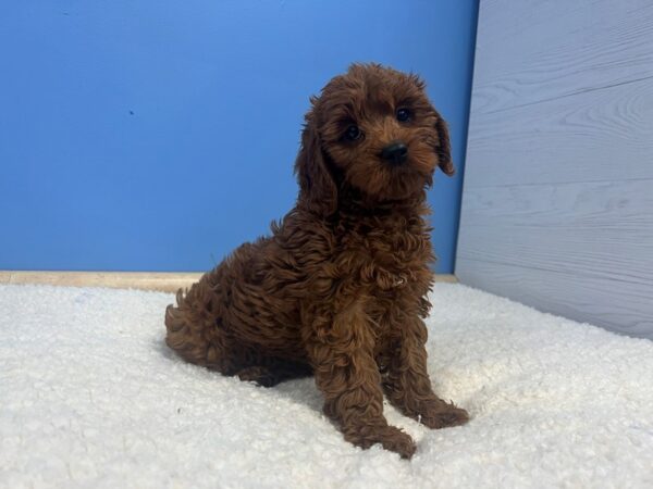 Cavapoo 2nd Generation Dog Female Red 22023 Petland Batavia, Illinois