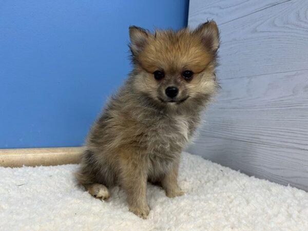 Pomeranian Dog Male Orange Sable 22027 Petland Batavia, Illinois