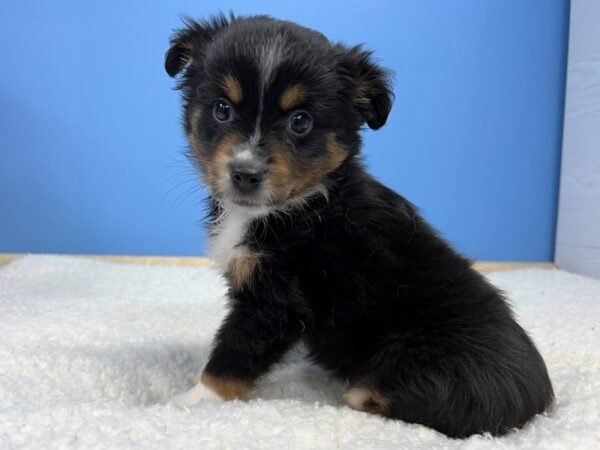 Toy Australian Shepherd Dog Male Black Brown and White 22029 Petland Batavia, Illinois