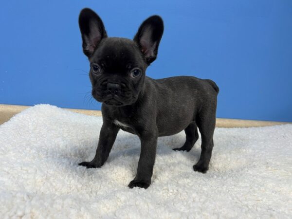 French Bulldog Dog Female Brindle 21883 Petland Batavia, Illinois