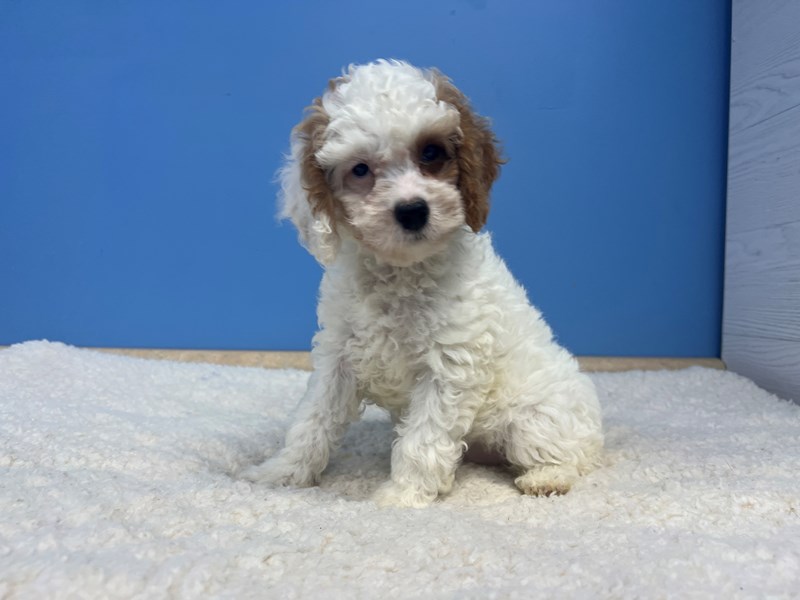 Goldendoodle Mini 2nd Gen - 21919 Image #1