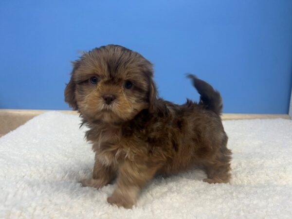 Shih Tzu Dog Male Brindle 21920 Petland Batavia, Illinois