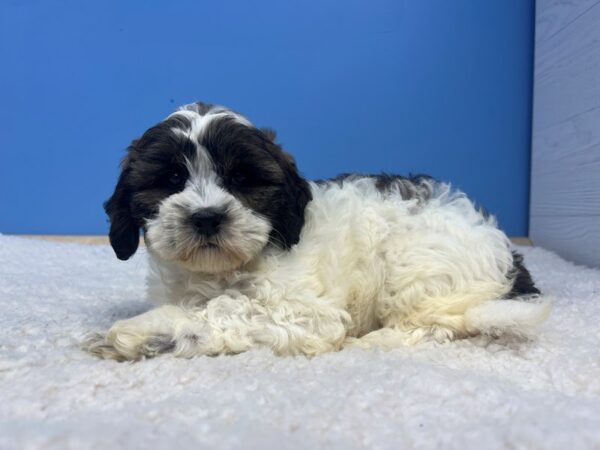[#21948] Brown / White Female Shih Tzu Puppies For Sale