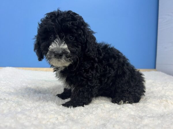 [#21972] Black, White Markings Female Goldendoodle Mini 2nd Gen Puppies For Sale